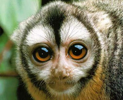 Owl Monkey